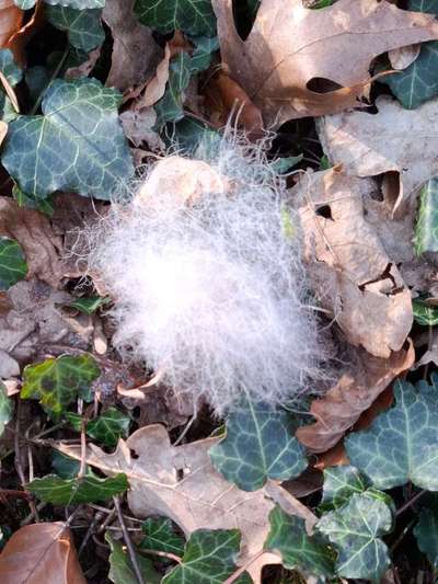 Komische Fellknäule im Wald-Beitrag-Bild