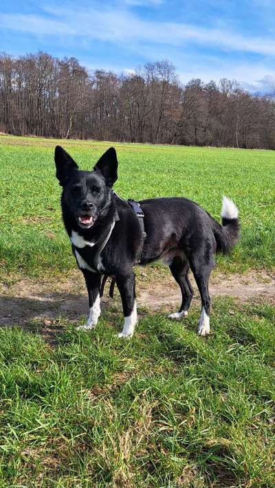 Was schätzt ihr an eurem Hund besonders?-Beitrag-Bild
