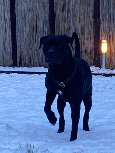 Mischlinge raten - Rätselspaß-Beitrag-Bild