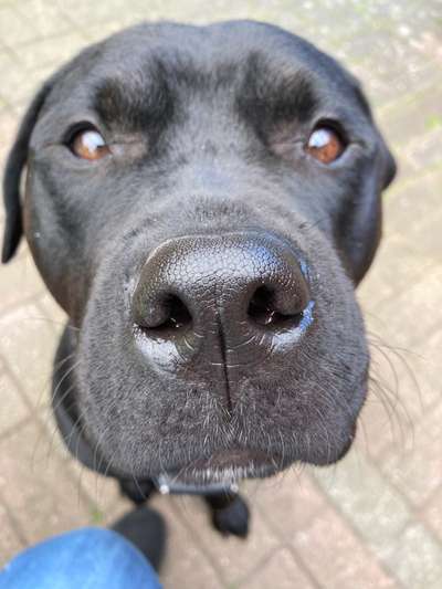 Dogorama Photo Challenge - Details Ganz nah-Beitrag-Bild