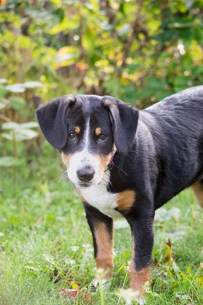 Seltene Rassen!-Beitrag-Bild