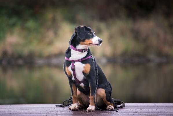 Schweizer Sennenhunde-Beitrag-Bild