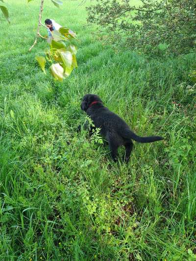 Neufundländer Freunde!-Beitrag-Bild