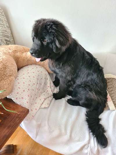 Neufundländer Freunde!-Beitrag-Bild