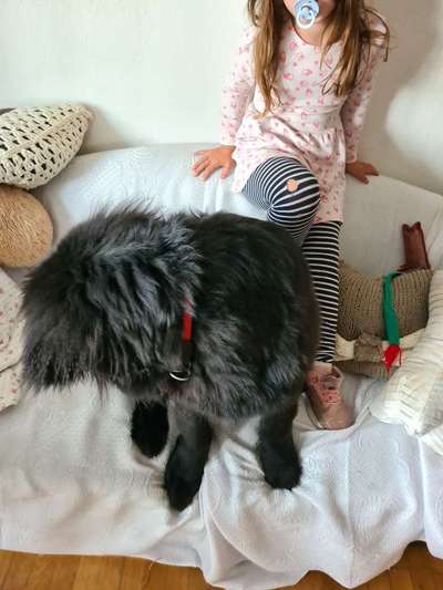 Neufundländer Freunde!-Beitrag-Bild