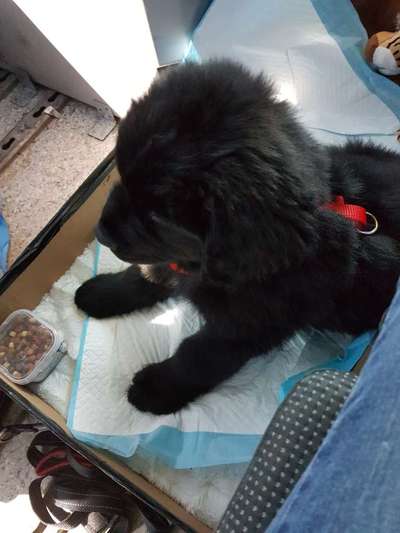 Neufundländer Freunde!-Beitrag-Bild