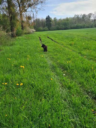 Hundetreffen-Neufundländer sucht Hund in ähnlicher Größe zum Lernen und Spielen-Bild