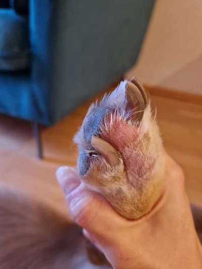 Struvit, viel Urin,keine Verbesserung-Beitrag-Bild