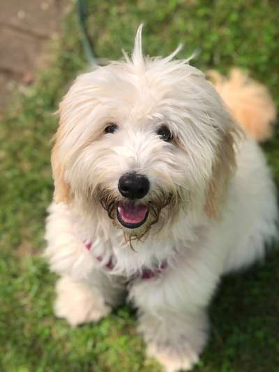 Seltene Rassen!-Beitrag-Bild