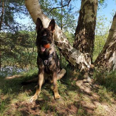 Hundetreffen-Spielrunde-Profilbild