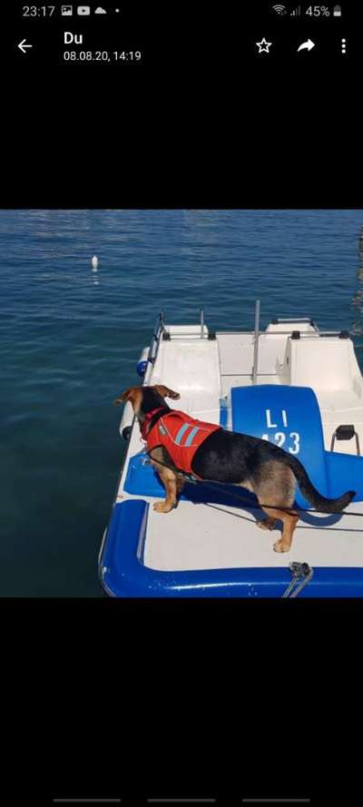 Dogorama-Monats-Challenge-Mai "Wasser"-Beitrag-Bild