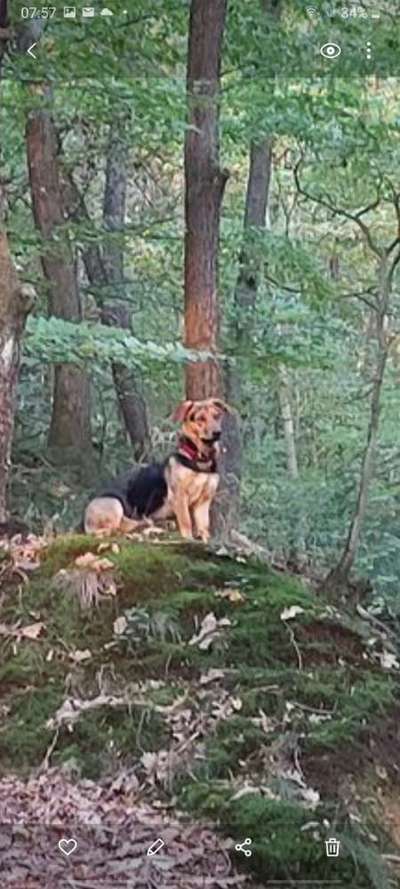 Schäferhund-Beitrag-Bild