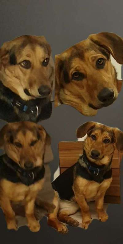Hundetreffen-Hundetreff-Bild