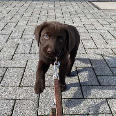 Hundetreffen-Welpentreffen zum spielen-Bild