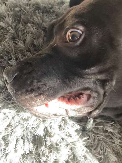 Lustigsten Grimassen von euren Hunden-Beitrag-Bild