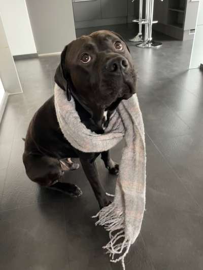 Die besten Hundeblicke 🐾❤️-Beitrag-Bild