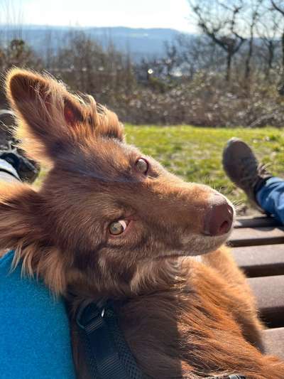 Hundetreffen-Gassi und Spielrunde-Bild