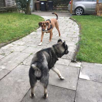 Hundetreffen-Hundetreff Lintorf :)-Bild