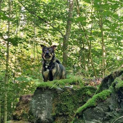 Hundetreffen-Trainingsspaziergang-Bild