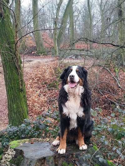 Berner Sennen-Beitrag-Bild