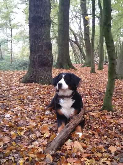 Berner Sennen-Beitrag-Bild