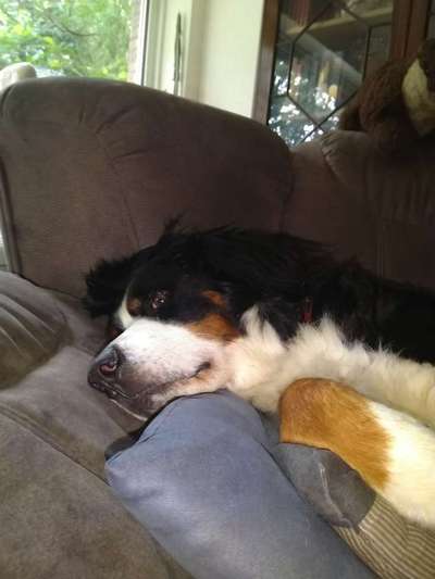 Berner Sennen-Beitrag-Bild