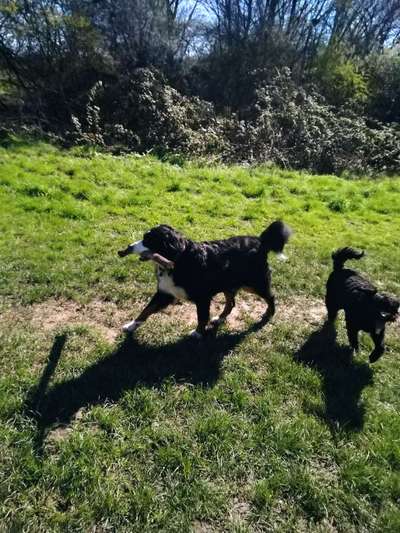 Berner Sennen-Beitrag-Bild