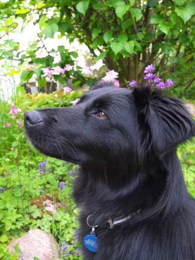 Die Dogorama Monats Challenge "Es grünt und blüht"-Beitrag-Bild