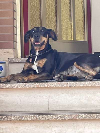 Louisiana Catahoula Leopard Dog-Beitrag-Bild