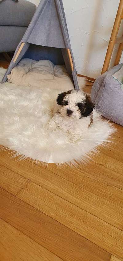 Welpen Bilder !-Beitrag-Bild