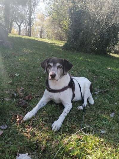 Wie "jung" haben sich eure Hunde gehalten ?-Beitrag-Bild