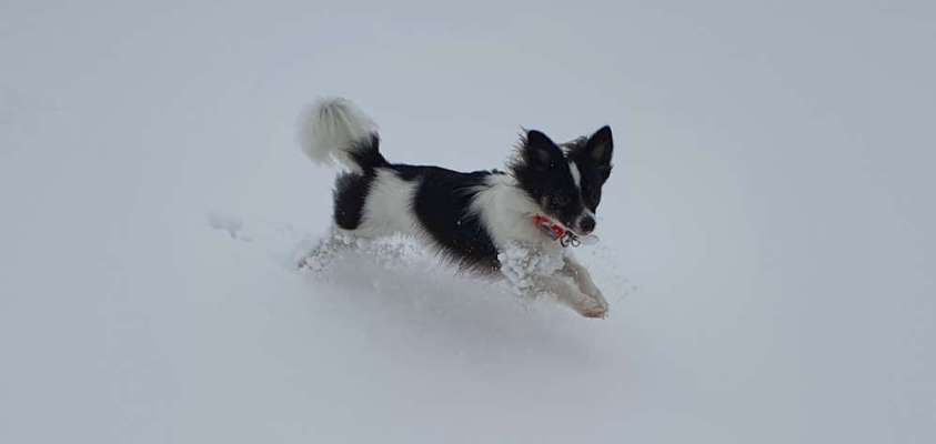 Fotochallenge 66 ~ Rennaction -Zeig deinen Hund im Lauf-Beitrag-Bild