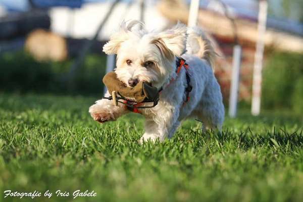 Dogorama Photo Challenge - Lieblingsspielzeug!-Beitrag-Bild