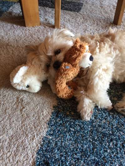 Dogorama Photo Challenge - Lieblingsspielzeug!-Beitrag-Bild