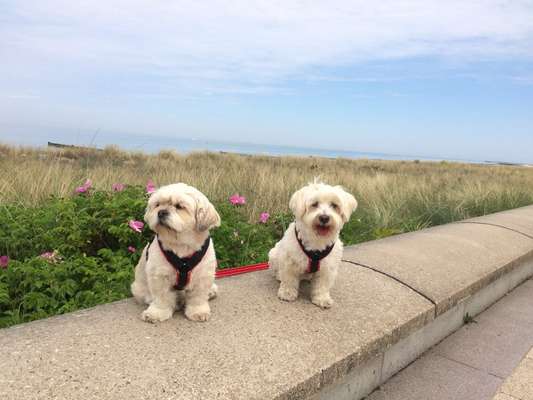 Mehrere Hunde zuhause !-Beitrag-Bild