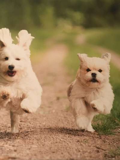 Fotochallenge 66 ~ Rennaction -Zeig deinen Hund im Lauf-Beitrag-Bild