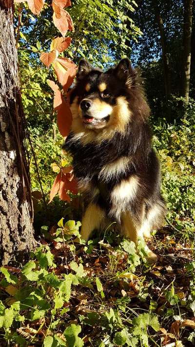 Nordische Hunde-Beitrag-Bild