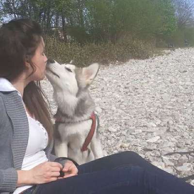 Hundetreffen-Welpentreffen Traunstein-Profilbild