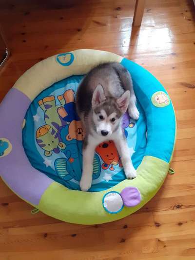 Nordische Hunde-Beitrag-Bild