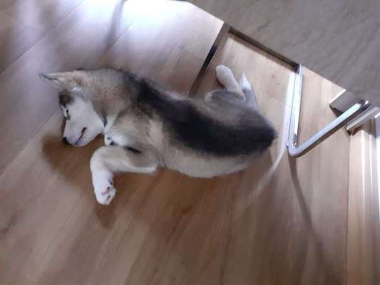 Zeigt mir die lustigsten Schlafpositionen eurer Fellnasen-Beitrag-Bild