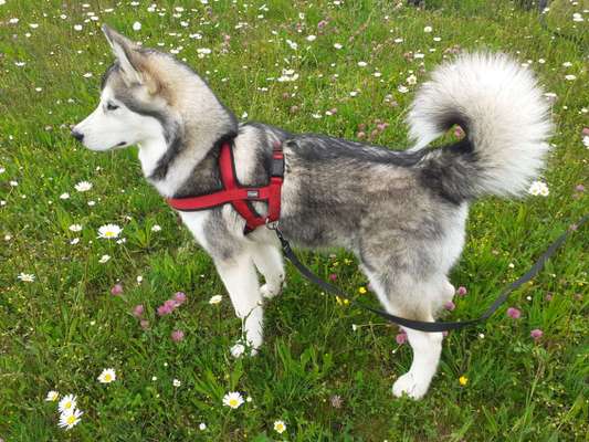 Die Dogorama Monats Challenge "Es grünt und blüht"-Beitrag-Bild