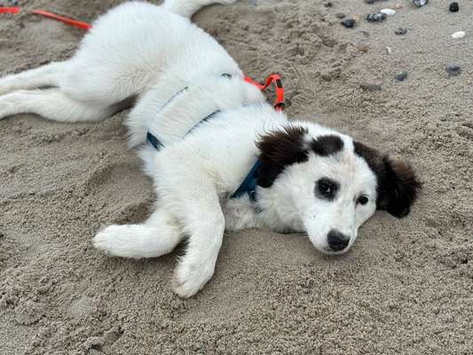 TierschutzhundeStammtisch🐕-Beitrag-Bild