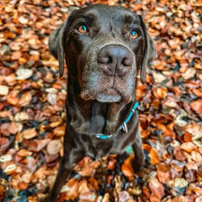 Hundetreffen-Schöne Spaziergänge & viel Spaß & Freude, auch gerne ohne Leine-Bild
