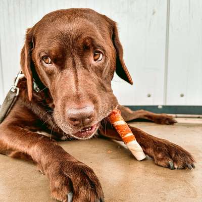 Hundetreffen-Socialwalks-Bild