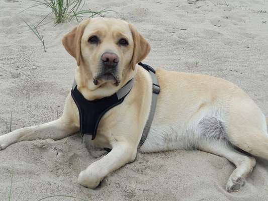 Die Dogorama Wochen Challenge-Beitrag-Bild