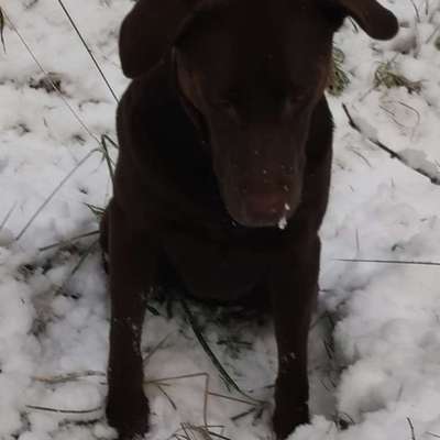 Hundetreffen-Entspannte Hundelaufgeuppe