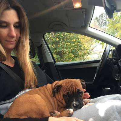 Hundetreffen-Suchen coolen und klaren Hundekumpel, der auch mit Bulldoggen klarkommt,Erfahrung mitJungspunden hat-Profilbild