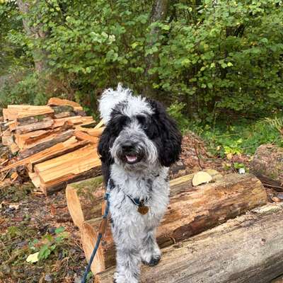 Hundetreffen-Gemeinsame Gassirunden-Bild