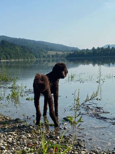 Zeigt her eure Pudel-Beitrag-Bild