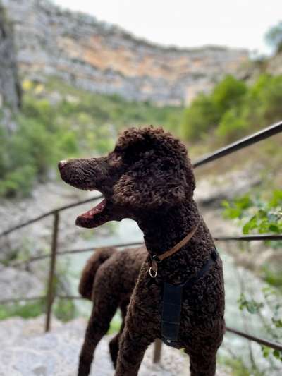 146. Foto Challenge: Maulaufreisser-Beitrag-Bild